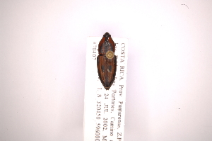  (Metamasius octonotatus - INB0003510667)  @11 [ ] Copyright (2012) Angel Solis Instituto Nacional de Biodiversidad
