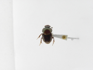  (Onthophagus tapirus - INB0003573260)  @12 [ ] Copyright (2010) A. Solis Instituto Nacional de Biodiversidad