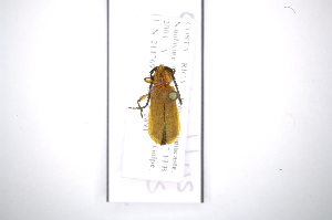  (Corynellus ochraceusAS2 - INB0003573748)  @12 [ ] Copyright (2012) A. Solis Instituto Nacional de Biodiversidad
