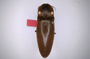  (Pyrophorus noctilucusAS3 - INB0003618824)  @13 [ ] Copyright (2012) Angel Solis Instituto Nacional de Biodiversidad