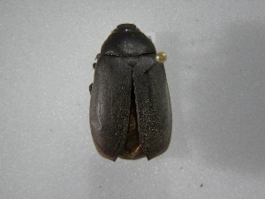  (Phyllophaga kohlmanniana - INB0003701801)  @13 [ ] Copyright (2010) A. Solis Instituto Nacional de Biodiversidad