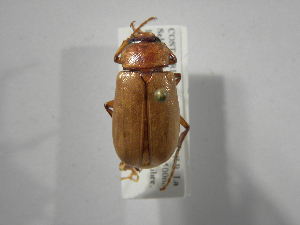  (Phyllophaga panamana - INB0003704457)  @14 [ ] Copyright (2010) A. Solis Instituto Nacional de Biodiversidad