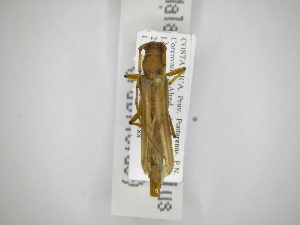  (Malacopterus tenellus - INB0003710241)  @13 [ ] Copyright (2012) A. Solis Instituto Nacional de Biodiversidad