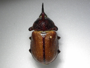  (Golofa obliquicornisASolis03 - INB0003723519)  @13 [ ] Copyright (2010) A. Solis Unspecified