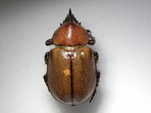  (Golofa obliquicornisASolis02 - INB0003723888)  @13 [ ] Copyright (2010) A. Solis Unspecified