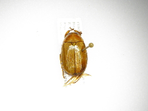  (Callistethus mimeloides - INB0003732951)  @14 [ ] Copyright (2012) A. Solis Instituto Nacional de Biodiversidad