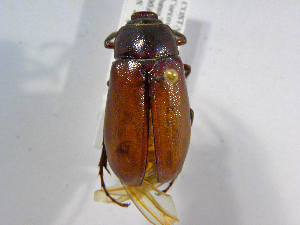  (Phyllophaga spASolis169 - INB0003736050)  @11 [ ] CreativeCommons - Attribution Non-Commercial Share-Alike  National Biodiversity Institute of Costa Rica National Biodiversity Institute of Costa Rica