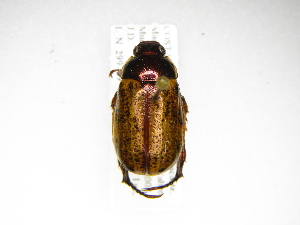  (Anomala tuberculata - INB0003739915)  @14 [ ] Copyright (2012) A. Solis Instituto Nacional de Biodiversidad