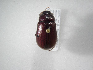  (Phyllophaga changuena - INB0003778821)  @13 [ ] Copyright (2010) A. Solis Instituto Nacional de Biodiversidad