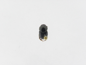  (Onthophagus acuminatusASolis02 - INB0003827593)  @12 [ ] Copyright (2010) A. Solis Instituto Nacional de Biodiversidad