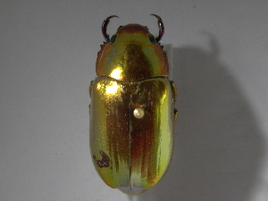  (Chrysina chrysargyrea - INB0003854984)  @11 [ ] CreativeCommons - Attribution Non-Commercial Share-Alike  National Biodiversity Institute of Costa Rica National Biodiversity Institute of Costa Rica