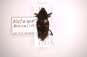  (Metamasius maculiventris - INB0003859809)  @11 [ ] Copyright (2012) Angel Solis Instituto Nacional de Biodiversidad