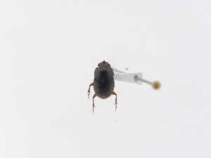  (Onthophagus dorsipilulus - INB0004068370)  @12 [ ] Copyright (2010) A. Solis Instituto Nacional de Biodiversidad