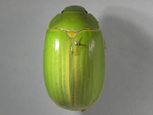  (Platycoelia grandiculaASolis01 - INB0004075159)  @14 [ ] Copyright (2010) A. Solis Instituto Nacional de Biodiversidad