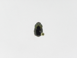  ( - INB0004082370)  @11 [ ] Copyright (2010) A. Solis Instituto Nacional de Biodiversidad