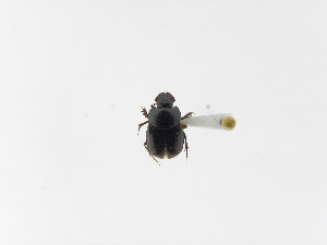  ( - INB0004097407)  @11 [ ] Copyright (2010) A. Solis Instituto Nacional de Biodiversidad