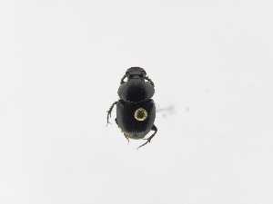  ( - INB0004102689)  @12 [ ] Copyright (2010) A. Solis Instituto Nacional de Biodiversidad