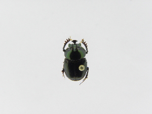  ( - INB0004107783)  @12 [ ] Copyright (2010) A. Solis Instituto Nacional de Biodiversidad