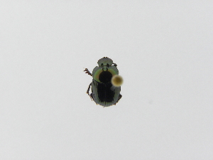  (Onthophagus limonensis - INB0004122295)  @12 [ ] Copyright (2010) A. Solis Instituto Nacional de Biodiversidad