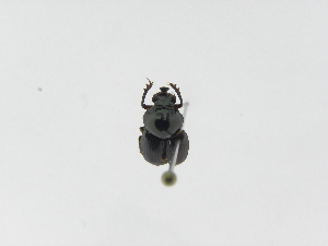  ( - INB0004165878)  @11 [ ] Copyright (2010) A. Solis Instituto Nacional de Biodiversidad