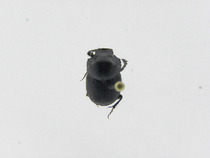 ( - INB0004185073)  @12 [ ] Copyright (2010) A. Solis Instituto Nacional de Biodiversidad