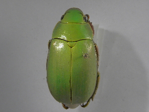  (Chrysina sp - INB0004264540)  @11 [ ] Copyright (2010) A. Solis Instituto Nacional de Biodiversidad