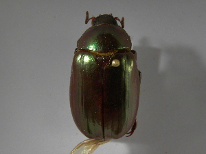  (Chrysina chalcothea - INBIOCRI000221932)  @13 [ ] CreativeCommons - Attribution Non-Commercial Share-Alike  National Biodiversity Institute of Costa Rica National Biodiversity Institute of Costa Rica