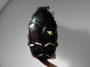  ( - INBIOCRI000242511)  @13 [ ] Copyright (2010) A. Solis Unspecified