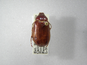  (Phyllophaga guayabillosa - INBIOCRI000250562)  @13 [ ] Copyright (2010) A. Solis Instituto Nacional de Biodiversidad
