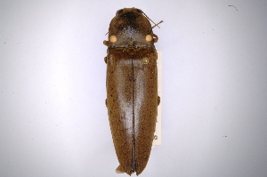  (Pyrophorus noctilucus - INBIOCRI000376675)  @11 [ ] Copyright (2012) Angel Solis Instituto Nacional de Biodiversidad