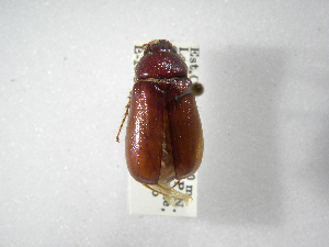  (Phyllophaga coronadisASolis01 - INBIOCRI000413488)  @13 [ ] Copyright (2010) A. Solis Instituto Nacional de Biodiversidad