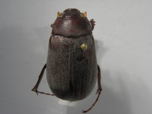  (Phyllophaga rugipennis - INBIOCRI000413512)  @13 [ ] Copyright (2010) A. Solis Instituto Nacional de Biodiversidad