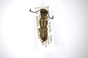  (Bromiades brachypteraAS2 - INBIOCRI000469607)  @13 [ ] Copyright (2012) A. Solis Instituto Nacional de Biodiversidad