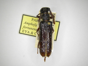  (Amphelictus fortunensis - INBIOCRI000668839)  @12 [ ] Copyright (2012) A. Solis Instituto Nacional de Biodiversidad