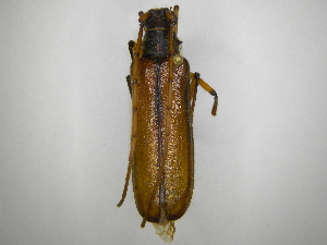 (Amphelictus bicolorAS2 - INBIOCRI000706009)  @14 [ ] Copyright (2012) A. Solis Instituto Nacional de Biodiversidad
