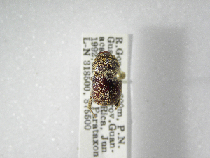  ( - INBIOCRI000710911)  @11 [ ] Copyright (2010) A. Solis Instituto Nacional de Biodiversidad