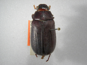  (Phyllophaga chorotega - INBIOCRI000745925)  @13 [ ] Copyright (2010) A. Solis Instituto Nacional de Biodiversidad