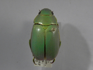  (Chrysina marginata - INBIOCRI000776566)  @11 [ ] Copyright (2010) A. Solis Instituto Nacional de Biodiversidad