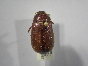  (Phyllophaga picadoana - INBIOCRI000898038)  @14 [ ] Copyright (2010) A. Solis Instituto Nacional de Biodiversidad