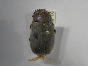  (Phyllophaga menetriesiASolis02 - INBIOCRI000915971)  @13 [ ] Copyright (2010) A. Solis Instituto Nacional de Biodiversidad