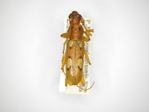  (Eburodacrys laevicornis - INBIOCRI000940533)  @14 [ ] Copyright (2012) A. Solis Instituto Nacional de Biodiversidad