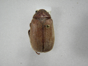  (Phyllophaga morgani - INBIOCRI001007610)  @13 [ ] Copyright (2010) A. Solis Instituto Nacional de Biodiversidad