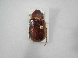  (Phyllophaga assmanni - INBIOCRI001115769)  @11 [ ] Copyright (2010) A. Solis Instituto Nacional de Biodiversidad