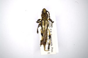  (Bromiades brachypteraAS1 - INBIOCRI001126388)  @14 [ ] Copyright (2012) A. Solis Instituto Nacional de Biodiversidad