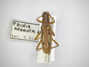  (Eburia aegrotaAS2 - INBIOCRI001168382)  @11 [ ] Copyright (2012) A. Solis Instituto Nacional de Biodiversidad