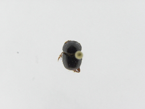  ( - INBIOCRI001173298)  @12 [ ] Copyright (2010) A. Solis Instituto Nacional de Biodiversidad