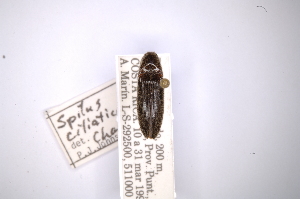  (Spilus ciliaticornisAS1 - INBIOCRI001177663)  @13 [ ] Copyright (2012) Angel Solis Instituto Nacional de Biodiversidad
