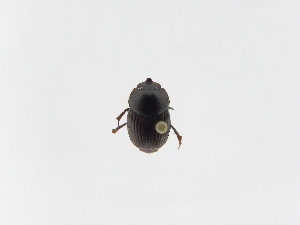  ( - INBIOCRI001287055)  @11 [ ] Copyright (2010) A. Solis Instituto Nacional de Biodiversidad