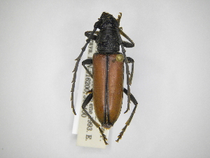  (Plocaederus yucatecus - INBIOCRI001291318)  @11 [ ] Copyright (2012) A. Solis Instituto Nacional de Biodiversidad