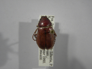  (Phyllophaga niquirana - INBIOCRI001327096)  @11 [ ] Copyright (2010) A. Solis Instituto Nacional de Biodiversidad